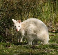 Bruny Island premium private photo-oriented day tour from Hobart - Palm Beach Accommodation