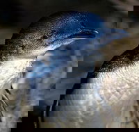 Bonnet Island Experience departing from Strahan - Palm Beach Accommodation