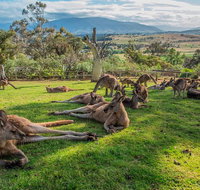 Shore Excursion Hobart's Best In Half A Day - Palm Beach Accommodation