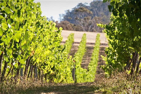 Wine At The Weekend Tour From Hobart - Palm Beach Accommodation 1