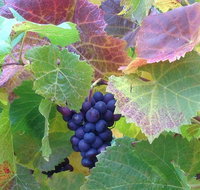 Wine at the weekend Tour from Hobart - Palm Beach Accommodation
