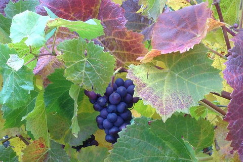 Wine At The Weekend Tour From Hobart - Palm Beach Accommodation 0