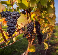 Half Day Tamar Valley Wine Tour - Palm Beach Accommodation
