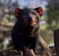 Mt. Field National Park and Bonorong Wildlife Park - Palm Beach Accommodation