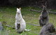 Full-Day Guided Bruny Island Tour From Hobart - thumb 5