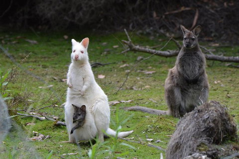 Full-Day Guided Bruny Island Tour From Hobart - Palm Beach Accommodation 5