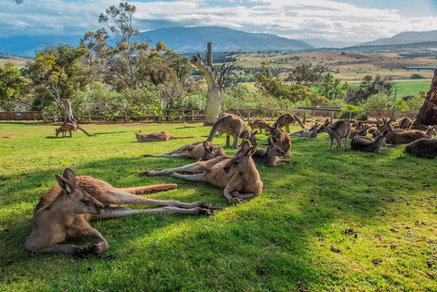 2 Day - Two Of Tasmania's Best Tour - Palm Beach Accommodation 1