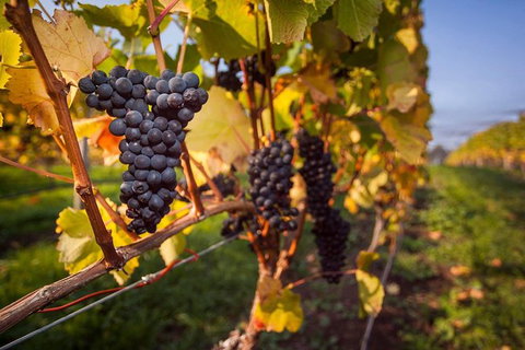 Tastes And Wines - Palm Beach Accommodation 0