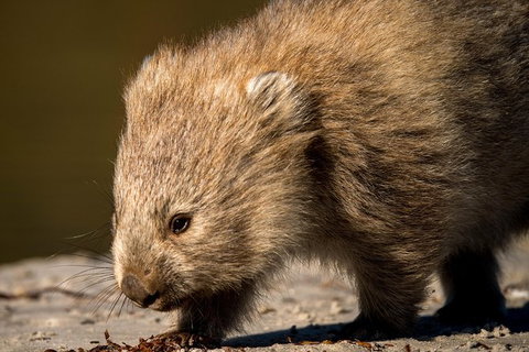 8-Day Tasman Wildlife And Wilderness Encounter Including Accommodation - Palm Beach Accommodation 1
