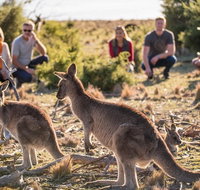 8-Day Tasman Wildlife and Wilderness Encounter Including Accommodation - Palm Beach Accommodation