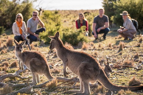 8-Day Tasman Wildlife And Wilderness Encounter Including Accommodation - Palm Beach Accommodation 0