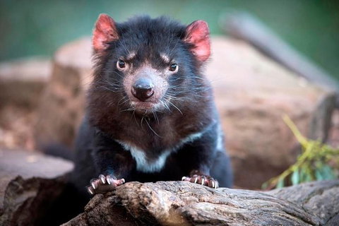 Small Group Tasmanias Wilderness And Wildlife Day Tour - Palm Beach Accommodation 1