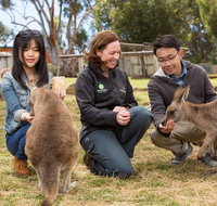 Bonorong Wildlife Park and Richmond Afternoon Tour from Hobart - Palm Beach Accommodation
