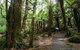 Mt Field And Styx Valley Photography Tour - thumb 6