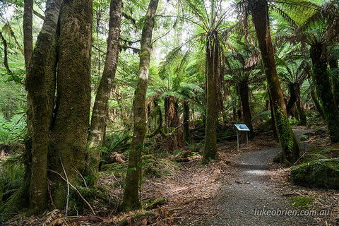 Mt Field And Styx Valley Photography Tour - Palm Beach Accommodation 6