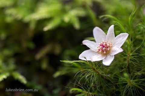 Mt Field And Styx Valley Photography Tour - Palm Beach Accommodation 5