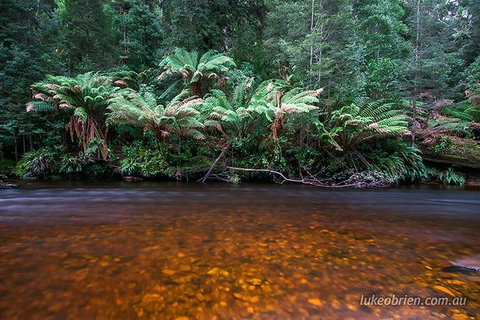 Mt Field And Styx Valley Photography Tour - Palm Beach Accommodation 7