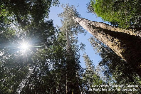 Mt Field And Styx Valley Photography Tour - Palm Beach Accommodation 4
