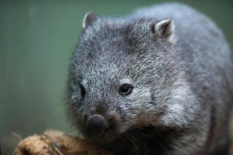 Small-group Tour From Hobart: Derwent River Valley And Coal River Valley - Palm Beach Accommodation 3