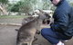 Small-group Tour From Hobart: Native Flora And Fauna, Incl. Royal Bot. Gardens - thumb 1