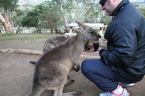 Small-group Tour From Hobart: Native Flora And Fauna, Incl. Royal Bot. Gardens - Palm Beach Accommodation 1
