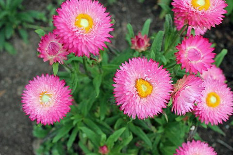 Small-group Tour From Hobart: Native Flora And Fauna, Incl. Royal Bot. Gardens - Palm Beach Accommodation 3
