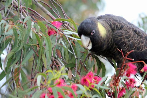 Small-group Tour From Hobart: Native Flora And Fauna, Incl. Royal Bot. Gardens - Palm Beach Accommodation 8