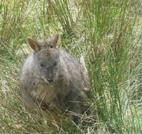 Leven Canyon Day Trip Including Wings Wildlife Park or Gunns Plains Caves from Devonport Ulverstone or Burnie - Palm Beach Accommodation