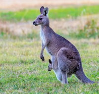Bonorong Wildlife Park Richmond Village Hobart Highlights - Palm Beach Accommodation