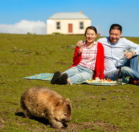 Wineglass Bay And Maria Island Wildlife Scenic Flight From Hobart - Palm Beach Accommodation