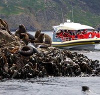 3-Hour Bruny Island Cruise from Adventure Bay - Palm Beach Accommodation