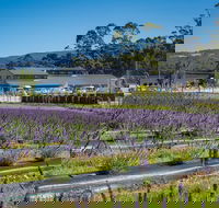 Private Tasman Peninsula Cruise Ship Tour from Port Arthur - Palm Beach Accommodation