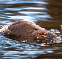 Wild-Platypus 2 hour wildlife tour - Palm Beach Accommodation