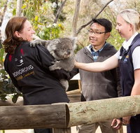 3 of Hobart's best experiences in one day - Mt Wellington Richmond and Bonorong - Palm Beach Accommodation