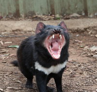 ZOODOO ZOO tour meet the famous Tasmanian Devil cuddle a kangaroo feed a lion - Palm Beach Accommodation