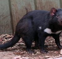 Bonorong Wildlife Park Shuttle - cruise ship shore excursion - Palm Beach Accommodation