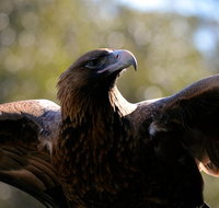 Wildlife day tour 4 Hours 195 per person - Palm Beach Accommodation