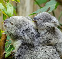 Hobart's best city nature wildlife and fine cuisine - Palm Beach Accommodation
