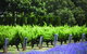 Ultimate Penfolds Magill Estate Experience - thumb 4
