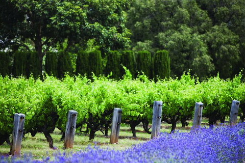 Ultimate Penfolds Magill Estate Experience - Palm Beach Accommodation 4