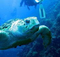 Scuba Dive the S.S. Yongala Wreck on the Great Barrier Reef. - Palm Beach Accommodation
