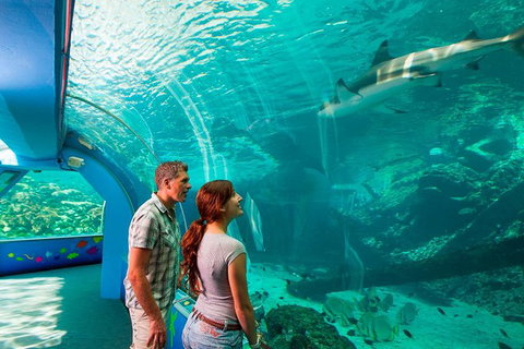 Reef HQ Great Barrier Reef Aquarium General Entry Ticket - Palm Beach Accommodation 1