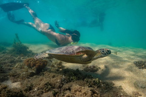 Half Day Low Isles Snorkelling Tour From Port Douglas - Palm Beach Accommodation 6