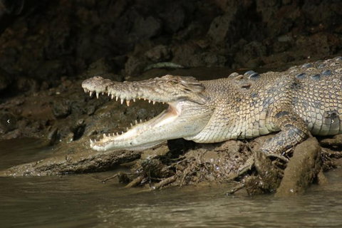 Daintree River Cruise - Palm Beach Accommodation 1