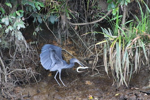 Daintree River Cruise - Palm Beach Accommodation 4