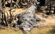 Daintree River Cruise - thumb 9