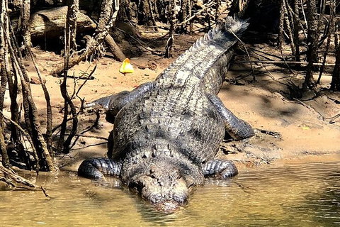 Daintree River Cruise - Palm Beach Accommodation 9