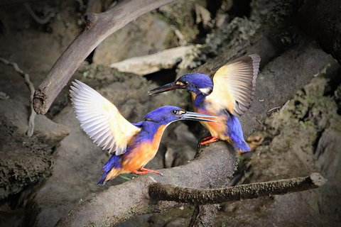 Daintree River Sunset Cruise - Palm Beach Accommodation 3