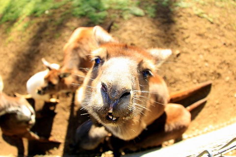 All-Inclusive Blue Mountains Day Trip With River Cruise - Palm Beach Accommodation 1