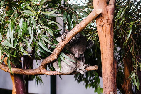 All-Inclusive Blue Mountains Day Trip With River Cruise - Palm Beach Accommodation 14